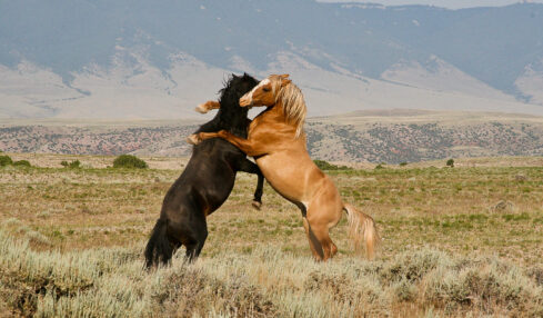 Big Horn Canyon