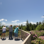 Summer in Roan Mountain
