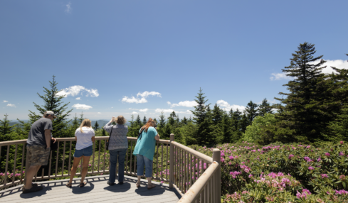 Summer in Roan Mountain