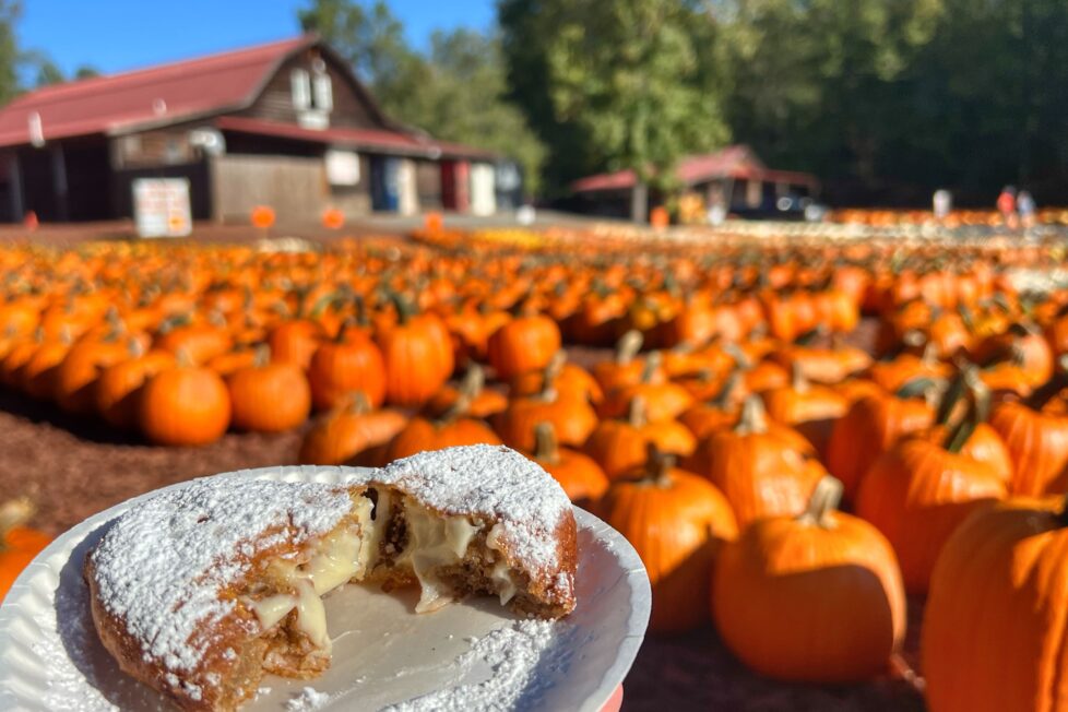 Family Fun in Dawsonville Georgia