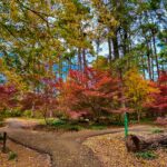 Autumn in Nacogdoches