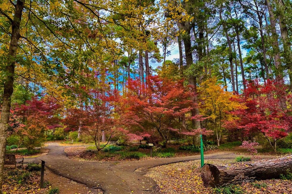 Autumn in Nacogdoches