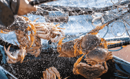 Oregon Dungeness crab