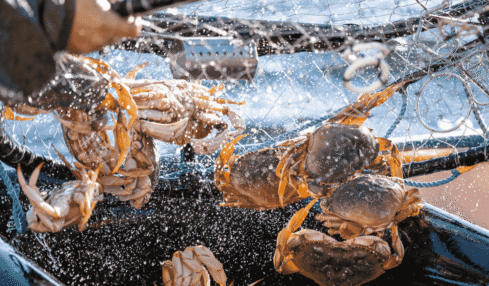 Oregon Dungeness crab