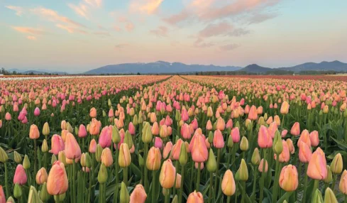 Experience North America’s Largest Tulip Festival in the Heart of Washington’s Skagit Valley